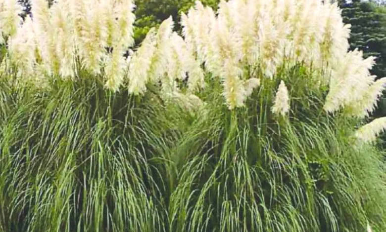 10 سنوات سجناً والغرامة 30 مليوناً لمخالفي تنظيم الاحتطاب