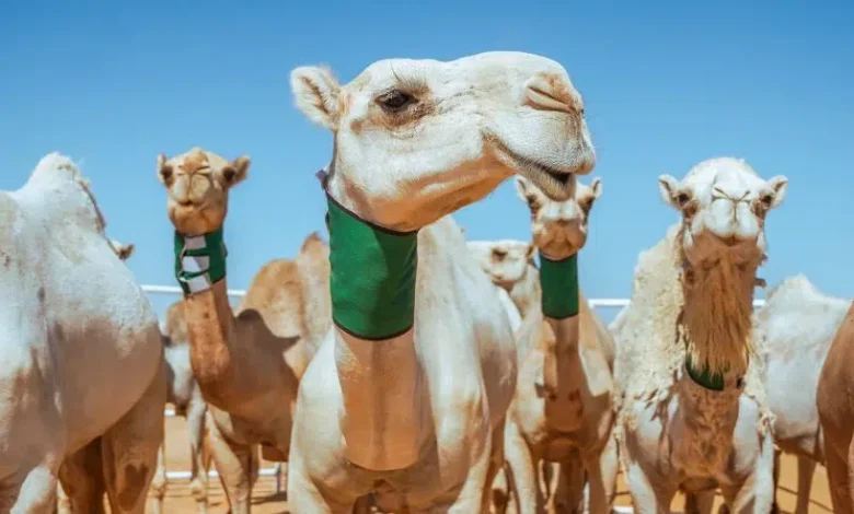 تسمية الإبل شرط لقبول الاشتراك بمهرجان الملك عبدالعزيز تسمية الإبل شرط لقبول الاشتراك بمهرجان الملك عبدالعزيز
