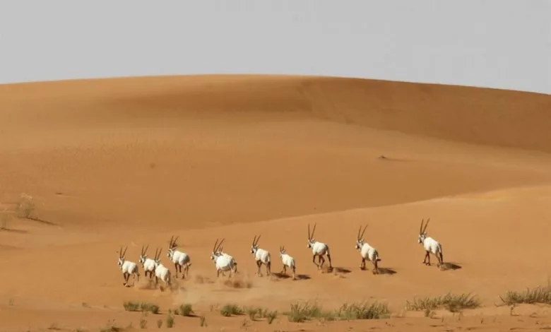 "البيئي": 100 ألف "مُخالفة" الصيد بالوسائل المحظورة