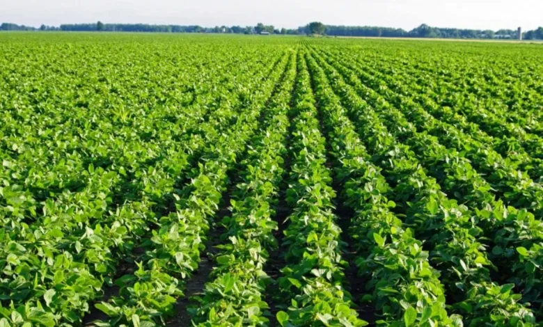 "مرشدك الزراعي" و"الأرصاد" لتحقيق الأمن الغذائي