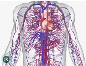 معجزة ربانية .. طول الأوعية الدموية بالجسم 60 ميلاً