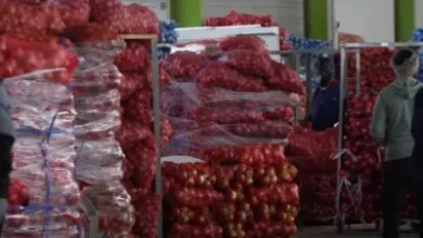 شكوى من ارتفاع أسعار البصل في السعودية .. إليكم الأسباب والحلول