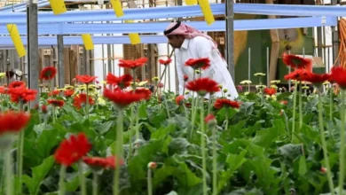 توطين زراعة وإنتاج الورد لتلبية الطلب المتزايد