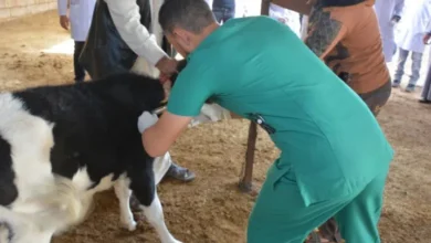 سوق العمل يعاني نقصًا كبيرًا في أعداد الكوادر البيطرية