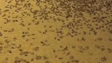 "وقاء": الخنافس صديقة للبيئة ولا ضرر من انتشارها