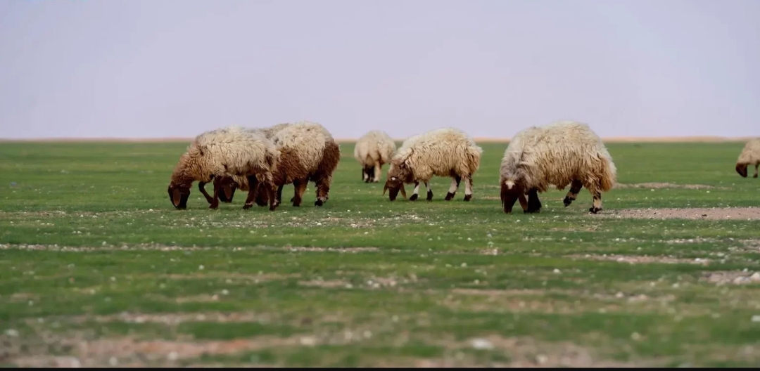 بدء إصدار تصاريح الرعي بعدد من الفياض والمتنزهات الوطنية بدء إصدار تصاريح الرعي بعدد من الفياض والمتنزهات الوطنية