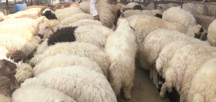أسواق الأضاحي في عسير.. الإقبال يحدد الأسعار أسواق الأضاحي في عسير.. الإقبال يحدد الأسعار
