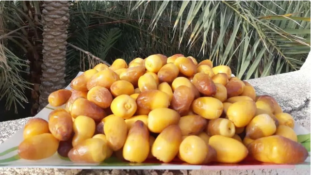 بدء موسم الرطب في الأسواق بدء موسم الرطب في الأسواق