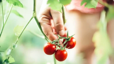 5 أطعمة تسرّع التعافي من حروق الشمس