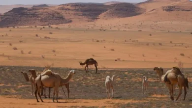 إطلاق مبادرة للسماح بالرعي في عدد من المناطق