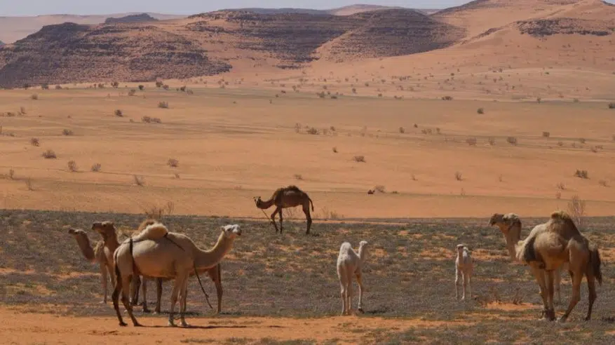 إطلاق مبادرة للسماح بالرعي في عدد من المناطق إطلاق مبادرة للسماح بالرعي في عدد من المناطق