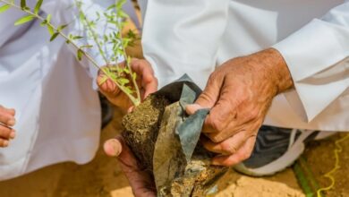 "أرض القصيم خضراء" تسهم بزراعة 7.5 مليون شجرة