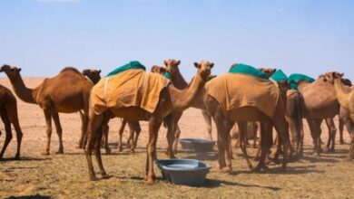 حظر الرعي داخل حدود محمية المؤسِّس حظر الرعي داخل حدود محمية المؤسِّس