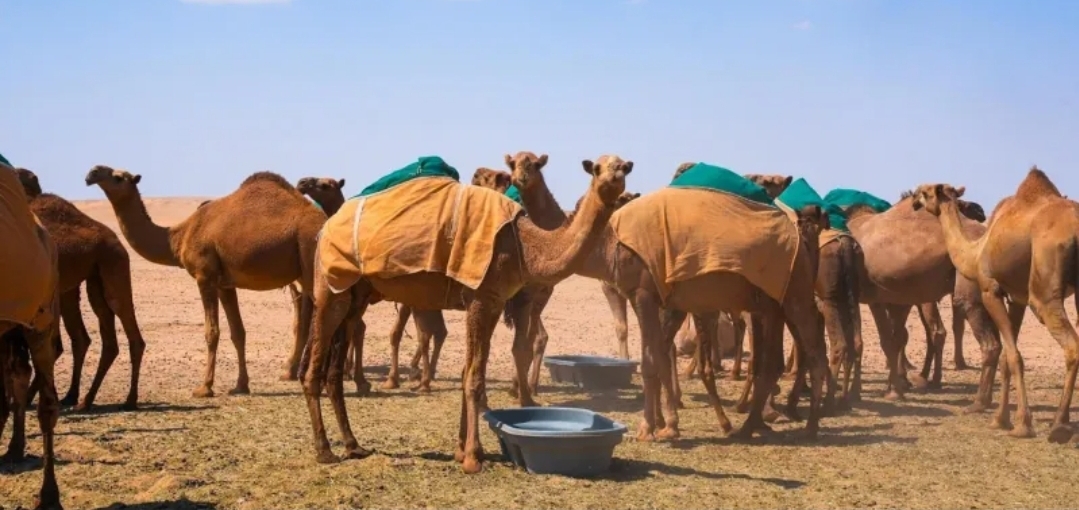 حظر الرعي داخل حدود محمية المؤسِّس