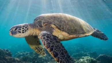 استكشاف 820 موقعاً للنظم البيئية في البحر الأحمر استكشاف 820 موقعاً للنظم البيئية في البحر الأحمر