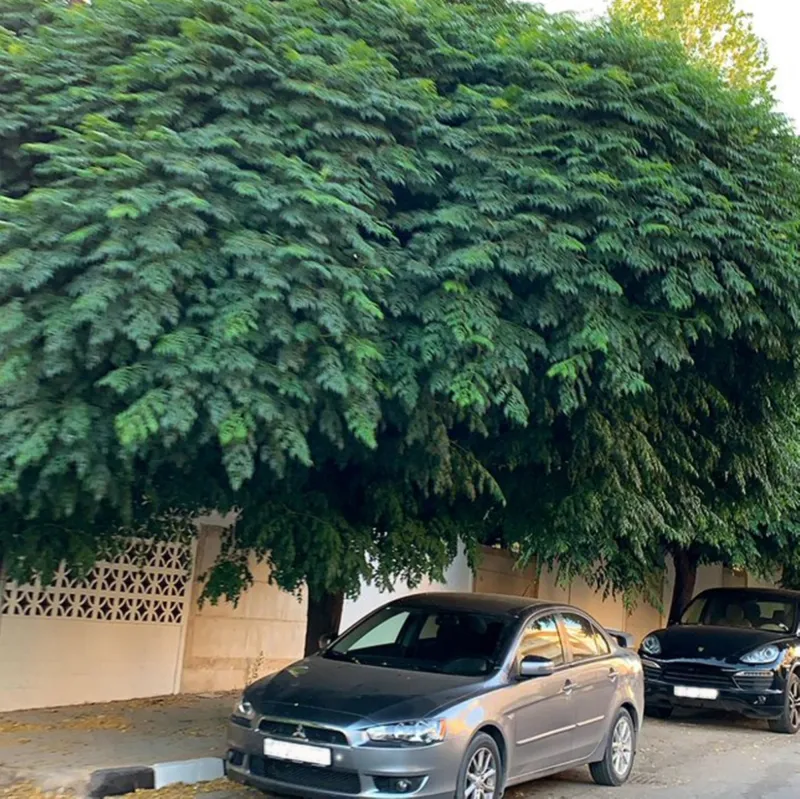 أمانة القصيم: تشجير المنازل شرط لاستكمال البناء أمانة القصيم: تشجير المنازل شرط لاستكمال البناء