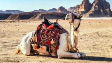 ابتكار درون سعودي يتتبّع الإبل ويتعرّف عليها