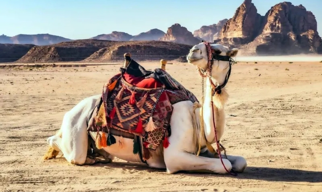 ابتكار درون سعودي يتتبّع الإبل ويتعرّف عليها