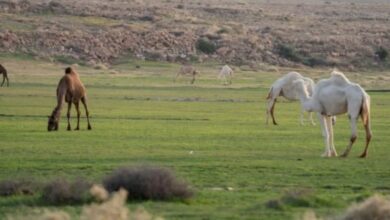 "البيئة" تشدد على الحد من الرعي الجائر في موسم الشتاء
