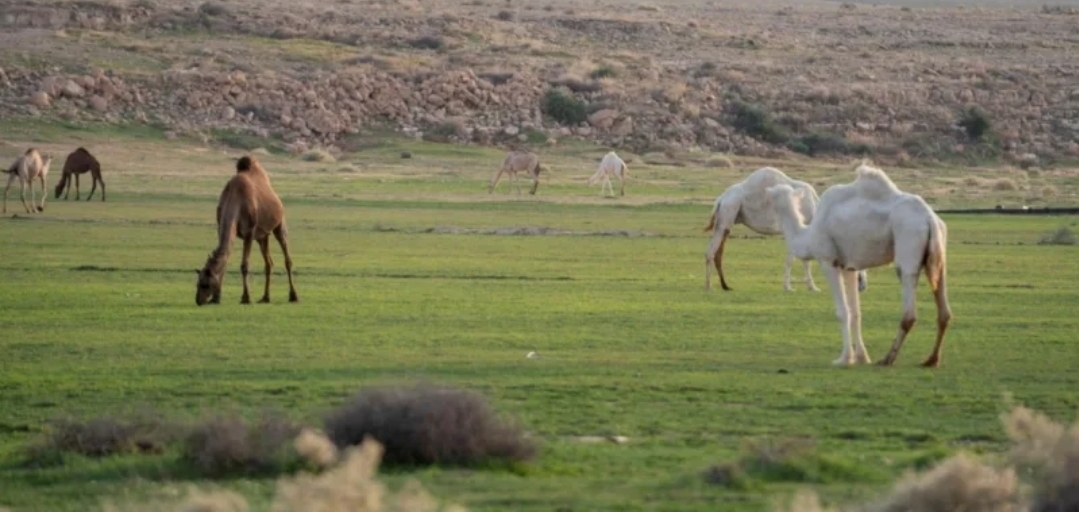 "البيئة" تشدد على الحد من الرعي الجائر في موسم الشتاء