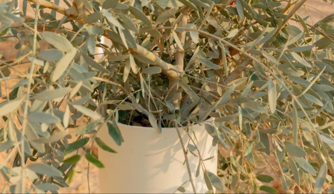 مواطن يبتكر طريقة لزراعة الأراك في شمال المملكة