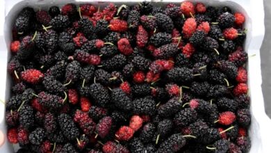 أطعمة صحية تحارب التوتر وتقلل الإرهاق