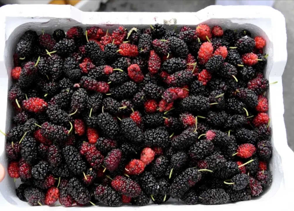 أطعمة صحية تحارب التوتر وتقلل الإرهاق