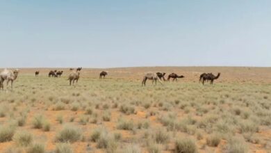 31 يناير.. آخر موعد للرعي داخل محمية الإمام تركي