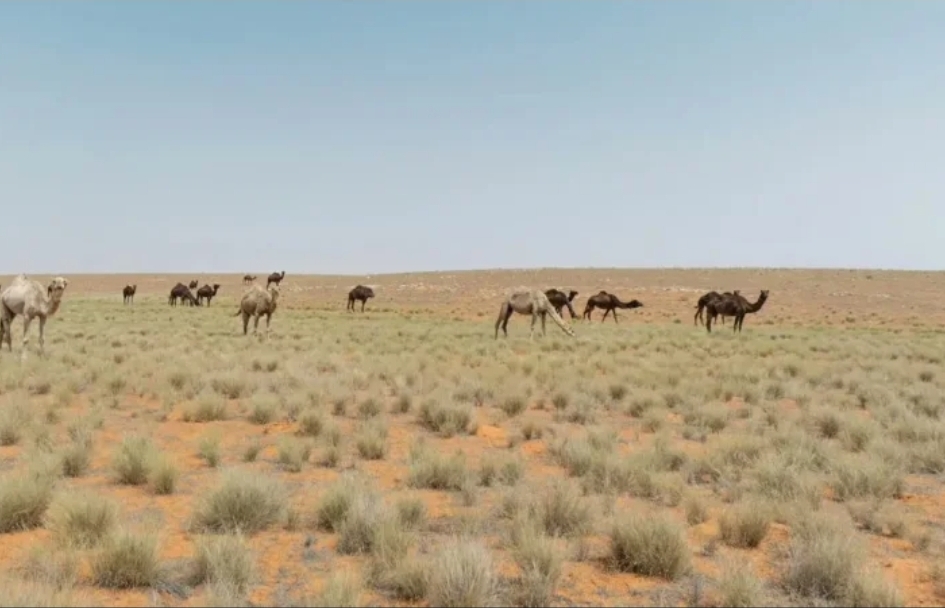 31 يناير.. آخر موعد للرعي داخل محمية الإمام تركي