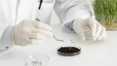 "البيئة" تطلق خدمة إصدار ترخيص معالجة البذور للتكاثر