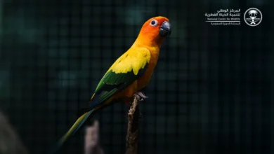 بدء المرحلة الثانية من تصحيح أوضاع الكائنات غير المرخصة