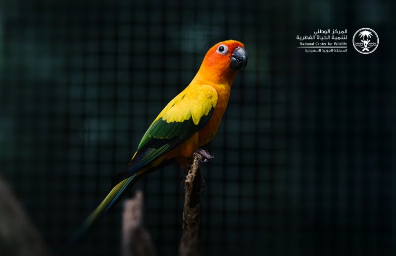 بدء المرحلة الثانية من تصحيح أوضاع الكائنات غير المرخصة