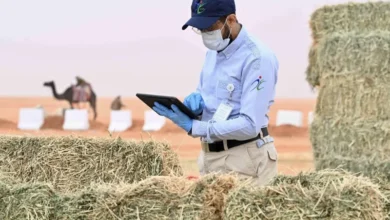 "الغذاء والدواء": ارتفاع المنتجات العلفية بنسبة 60%