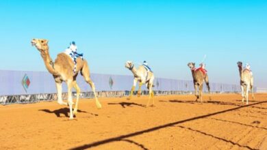 إعلان الفائزين في مهرجان الملك عبدالعزيز للإبل