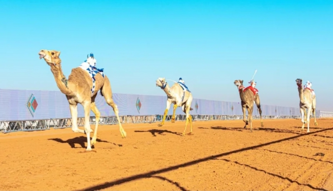 إعلان الفائزين في مهرجان الملك عبدالعزيز للإبل
