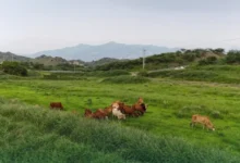 "شتانا صح".. توعية بحماية الحيوانات من برد الشتاء