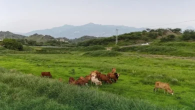 "شتانا صح".. توعية بحماية الحيوانات من برد الشتاء