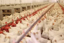 منع استيراد الدواجن والبيض من فرنسا وبولندا